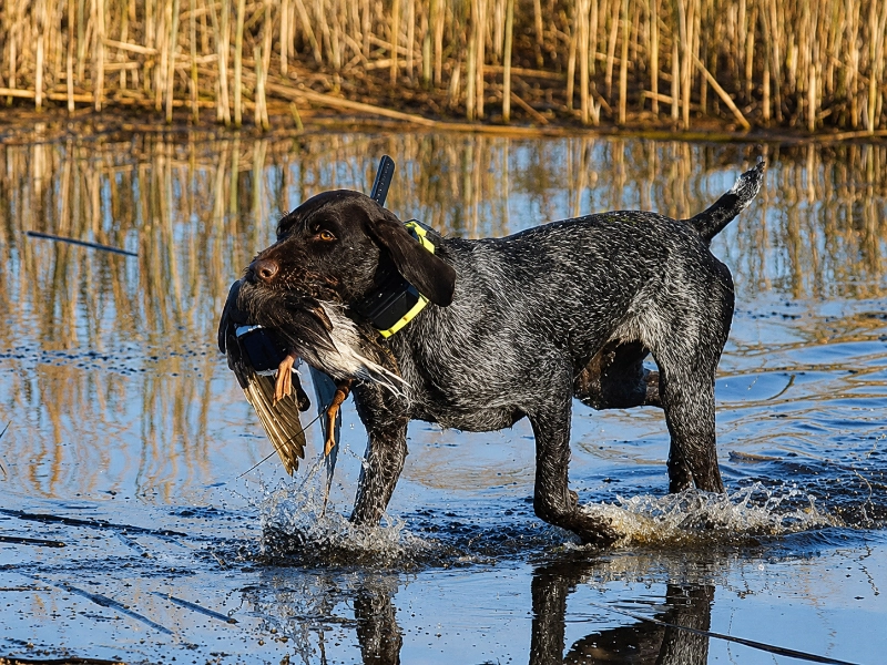 Anti-Jagd-Training
