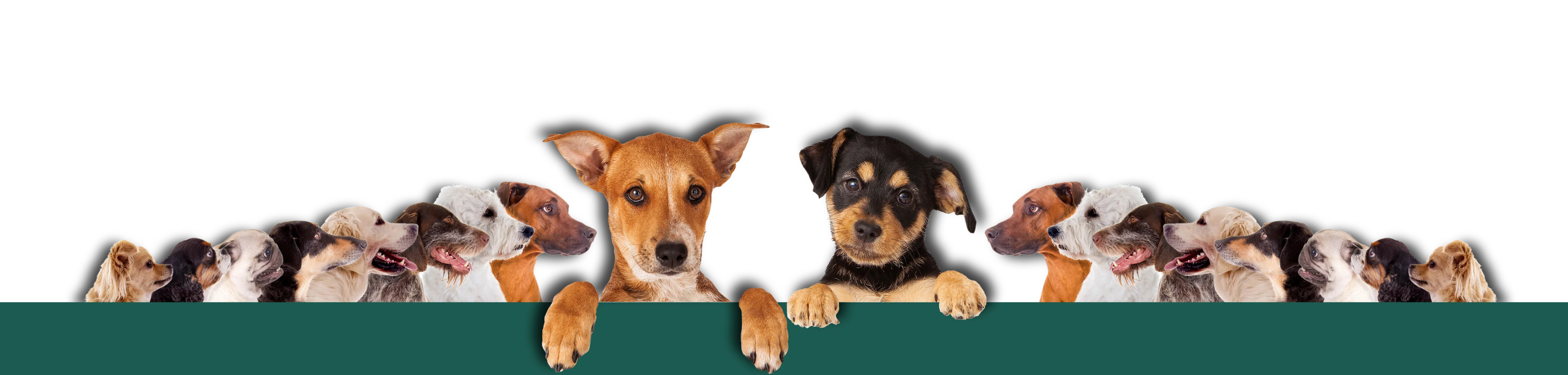 Hundeschule - Hundetraining - In der Nähe: Hartheim - Freiburg, Breisach, Bad Krozingen - Müllheim