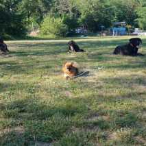 hundefuehrerschein_02_2019