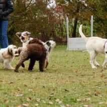 Hundeschule Conny 2022 