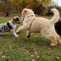 Hundeschule Conny 2022 