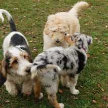 Hundeschule Conny 2022 