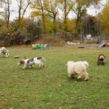 Hundeschule Conny 2022 