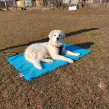 Hundeschule Conny 2022 