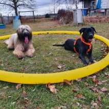 Hundeschule Conny 2022 