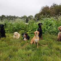 Hundeschule Conny 2022 