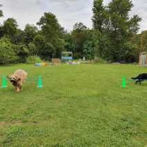 Hundeschule Conny 2022 