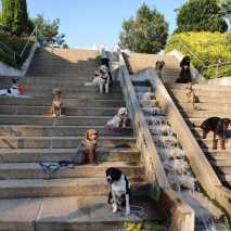 Hundeschule Conny 2022 