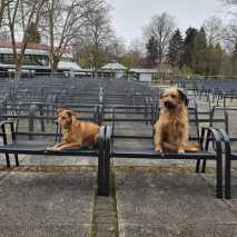 Hundeschule Conny 2022 