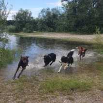 Hundeschule Conny 2022 