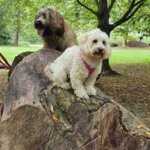 Hundeschule Conny 2022 