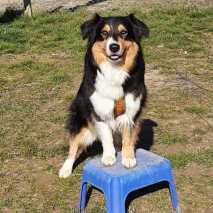 Hundeschule Conny 2022 