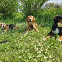 hundeschule_conny_2022_22