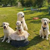 hundeschule_conny_2022_23