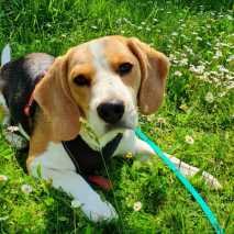 hundeschule_conny_2022_24