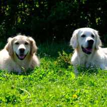 hundeschule_conny_2022_25