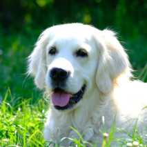 hundeschule_conny_2022_26