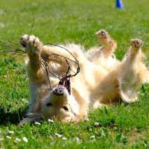 hundeschule_conny_2022_27