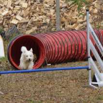 agility-06