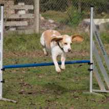 agility-16