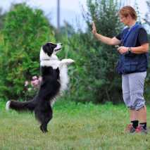 Dog Dance