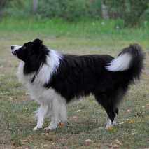 hundeschule_dogdance_21