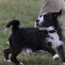 hundeschule_dogdance_24