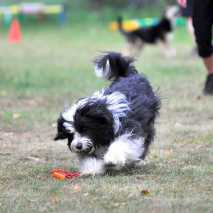 hundeschule_dogdance_29