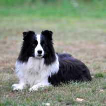 hundeschule_dogdance_30