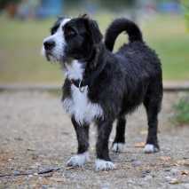 hundeschule_dogdance_4