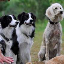 hundeschule_dogdance_50