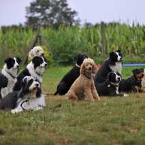 hundeschule_dogdance_53