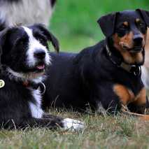 hundeschule_dogdance_54