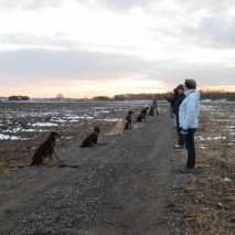 hunde-gruppentraining-11