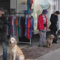 hundefuehrerschein-14