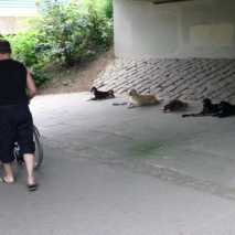 hundefuehrerschein-21