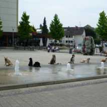 hundefuehrerschein-22