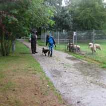 hundefuehrerschein-23