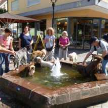 hundefuehrerschein-24