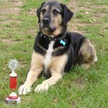 hundeschule_obidience_04