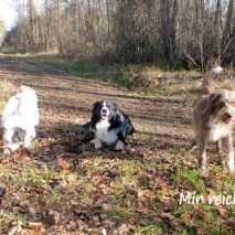 hundetraining-43
