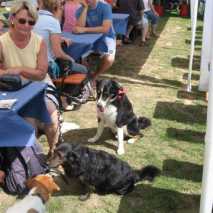 hundeschule_fest_15