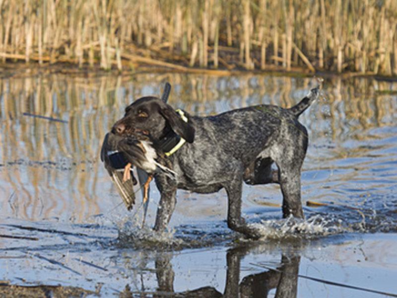 Anti-Jagd-Training - Hund jagen abgewöhnen