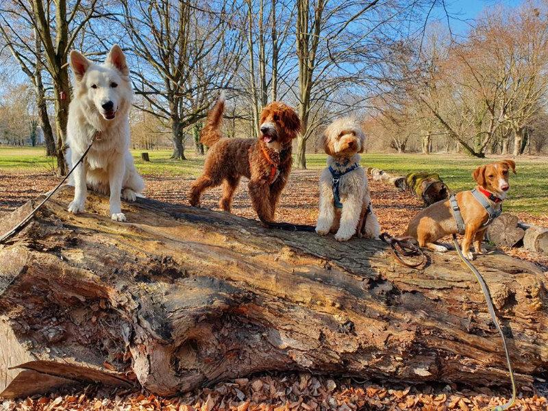 Basiskurse Hund, Gehorsamkeitstraining Hund, Grundausbildung Hund