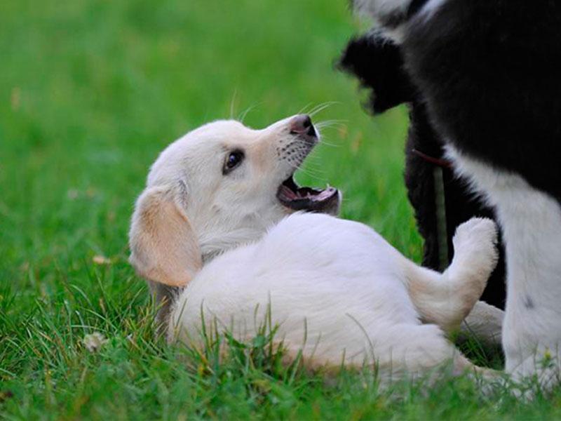 Calming Signals - Kommunikation Hunde - Beschwichtigungssignale