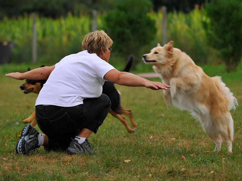 Tricktraining Hund - Tricks mit Hund trainieren