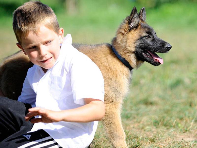Hund und Kind, Schulung Umgang mit Hund